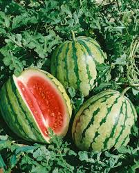 Watermelon Seeds - Dixie Queen