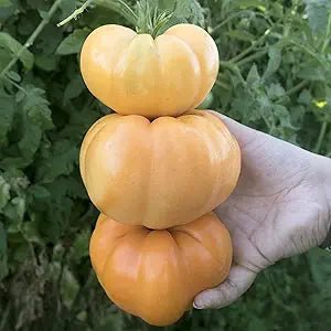 Dr. Wyche’s Yellow Tomato Solanum lycopersicum vegetable seeds for planting in sunny backyard gardens - Dharaseeds