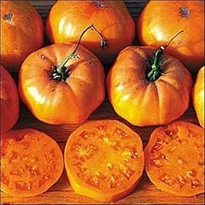 Dr. Wyche’s Yellow Tomato Solanum lycopersicum vegetable seeds for planting in sunny backyard gardens - Dharaseeds