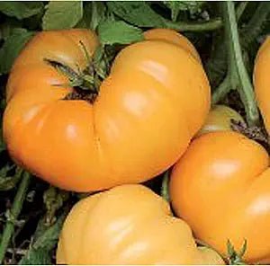 Dr. Wyche’s Yellow Tomato Solanum lycopersicum vegetable seeds for planting in sunny backyard gardens - Dharaseeds