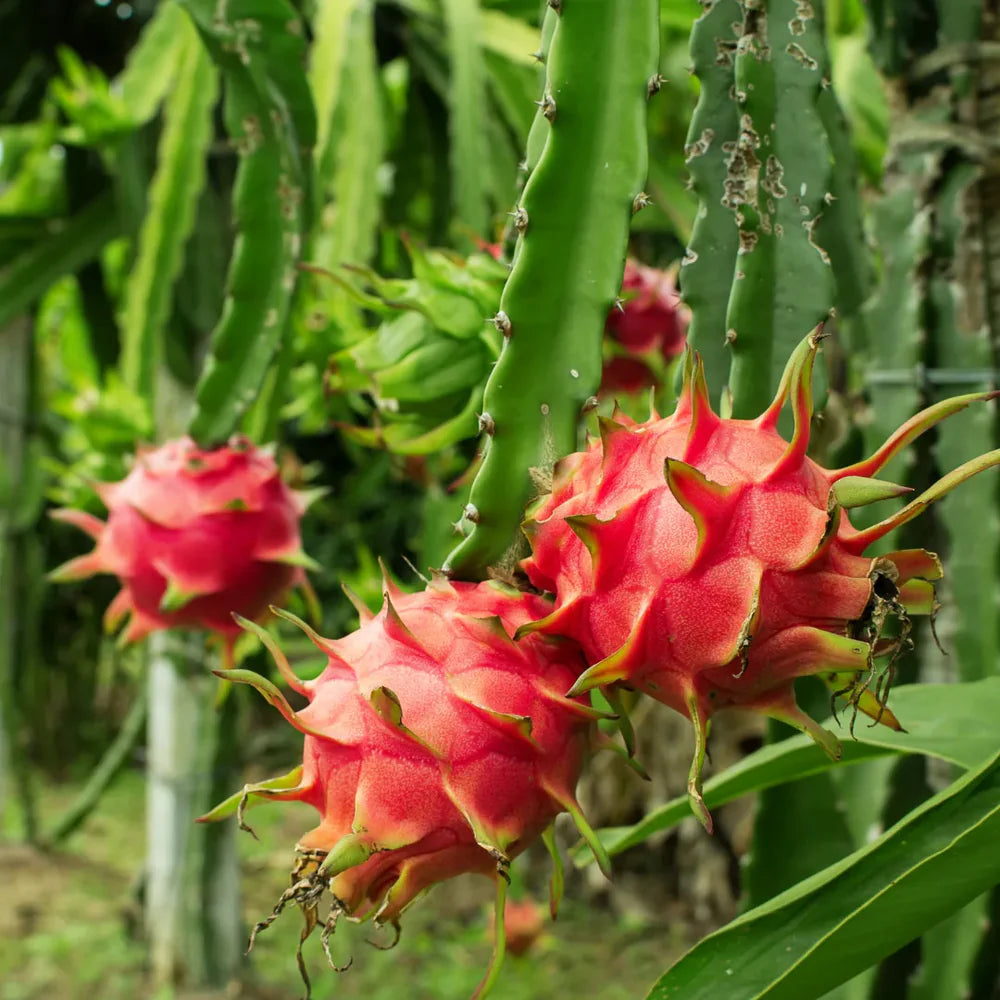 Dragon Fruit cactus seeds for backyard garden use