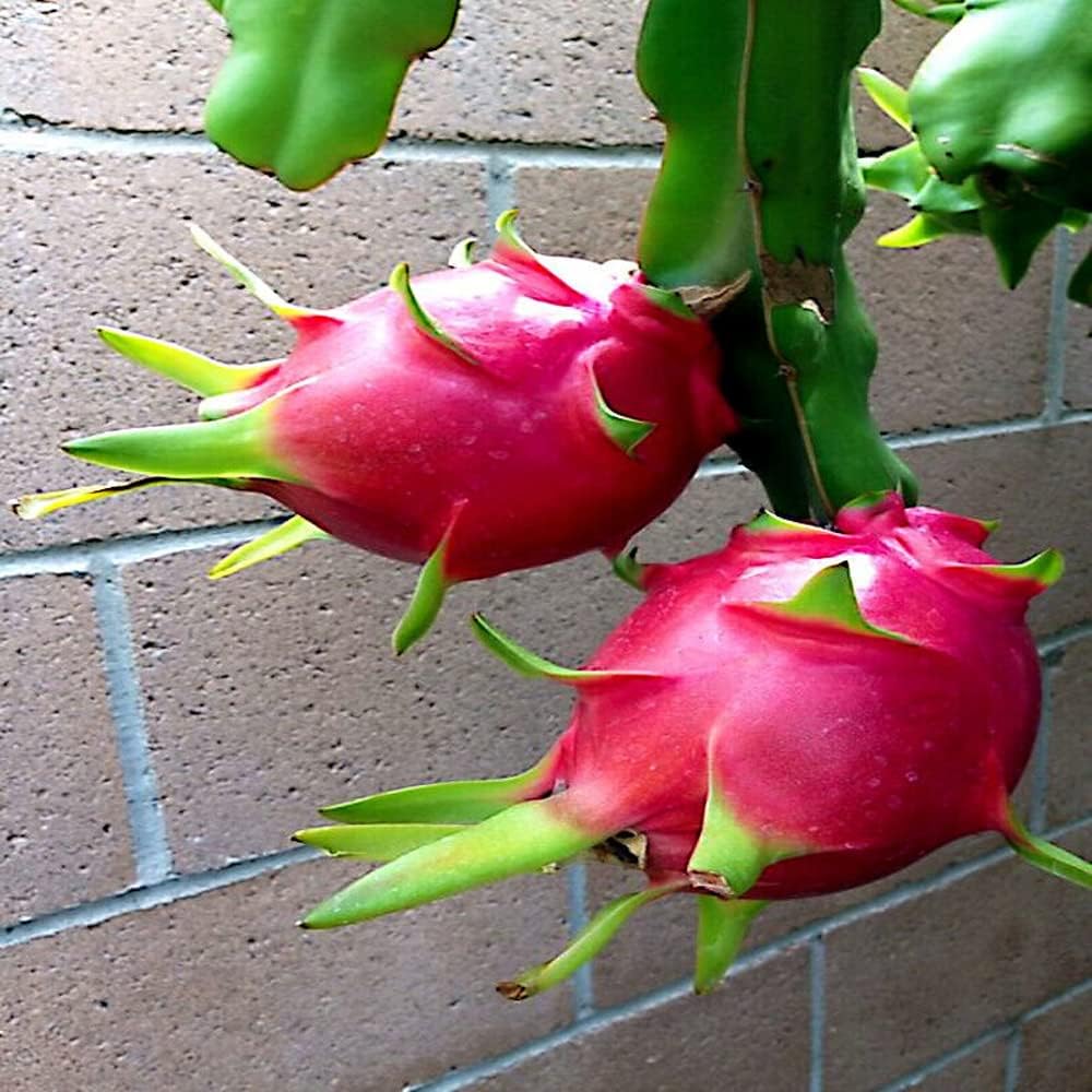 dragon fruit climbing cactus plant grown from seeds