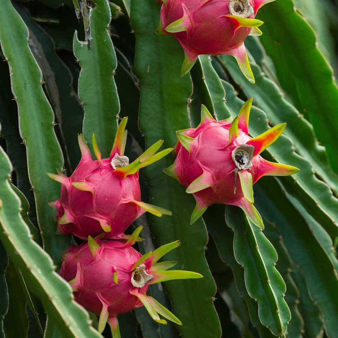 Dragon Fruit Hylocereus Undatus Purple seeds for planting tropical cactus