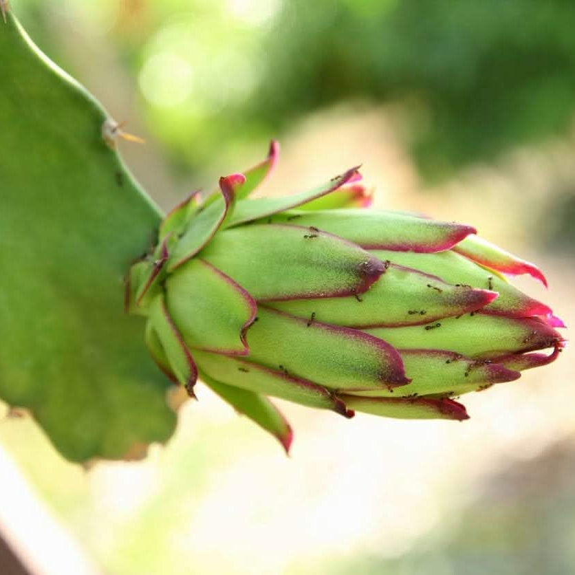 Dragon fruit Parrot Green variety seeds for planting exotic fruit plants
