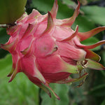 Dragon fruit Pitaya seeds with planting guide