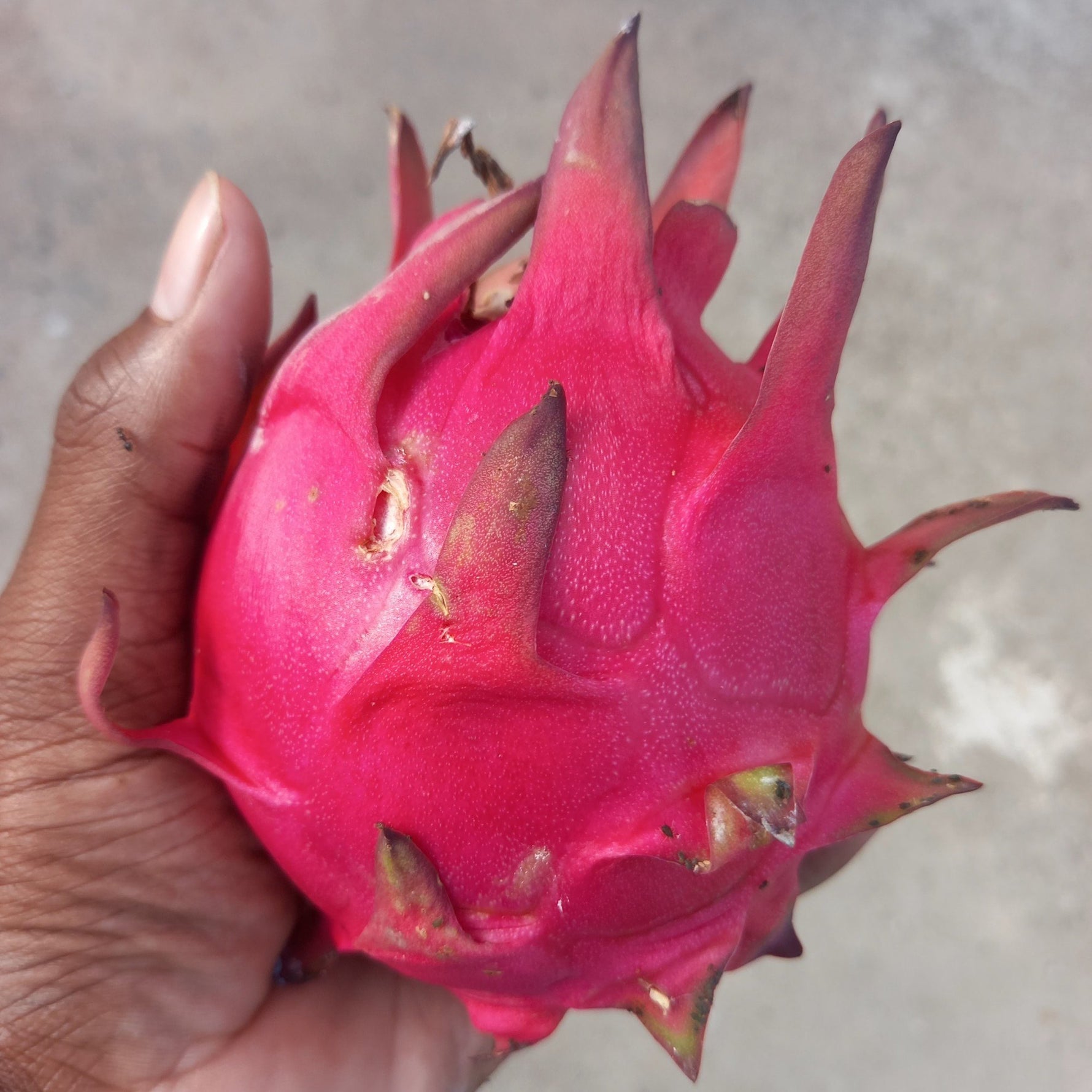 Dragon fruit plant growing indoors in a pot from Pitaya seeds