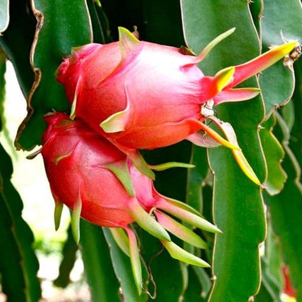 Dragon Fruit seedlings germination guide Red Pitaya seeds