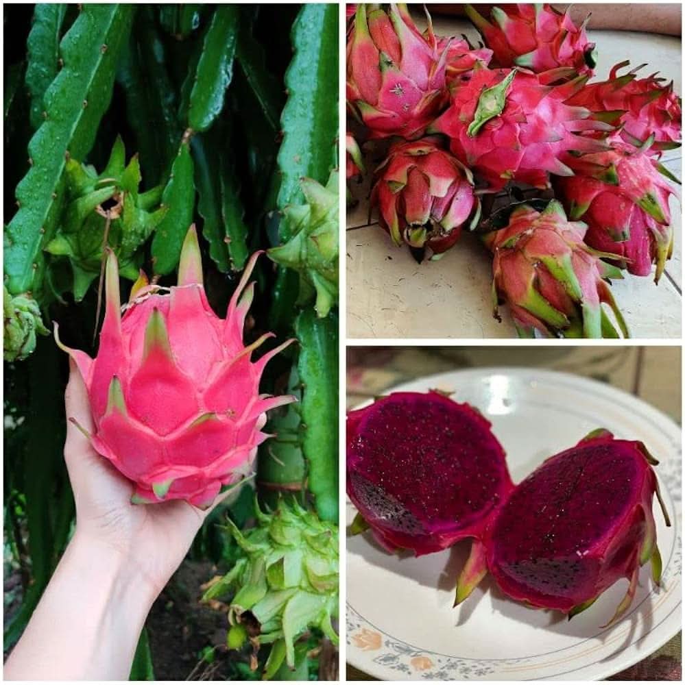 Dragon fruit seedlings sprouting from seeds in soil mix