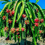 Dragon Fruit seeds suitable for vertical gardening and trellis growth