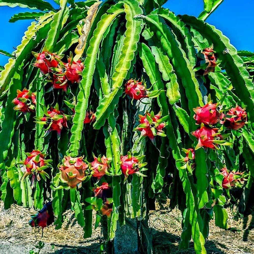 Dragon Fruit seeds suitable for vertical gardening and trellis growth