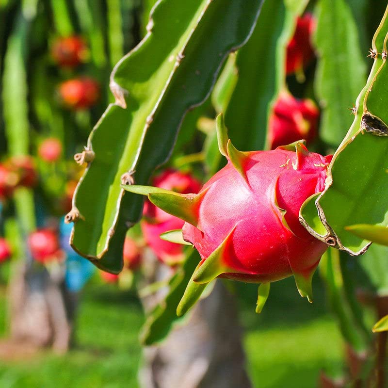 Dragon Fruit seeds Hylocereus undatus for planting in backyard gardens
