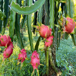 Red flesh pitaya seeds for growing dragon fruit plants