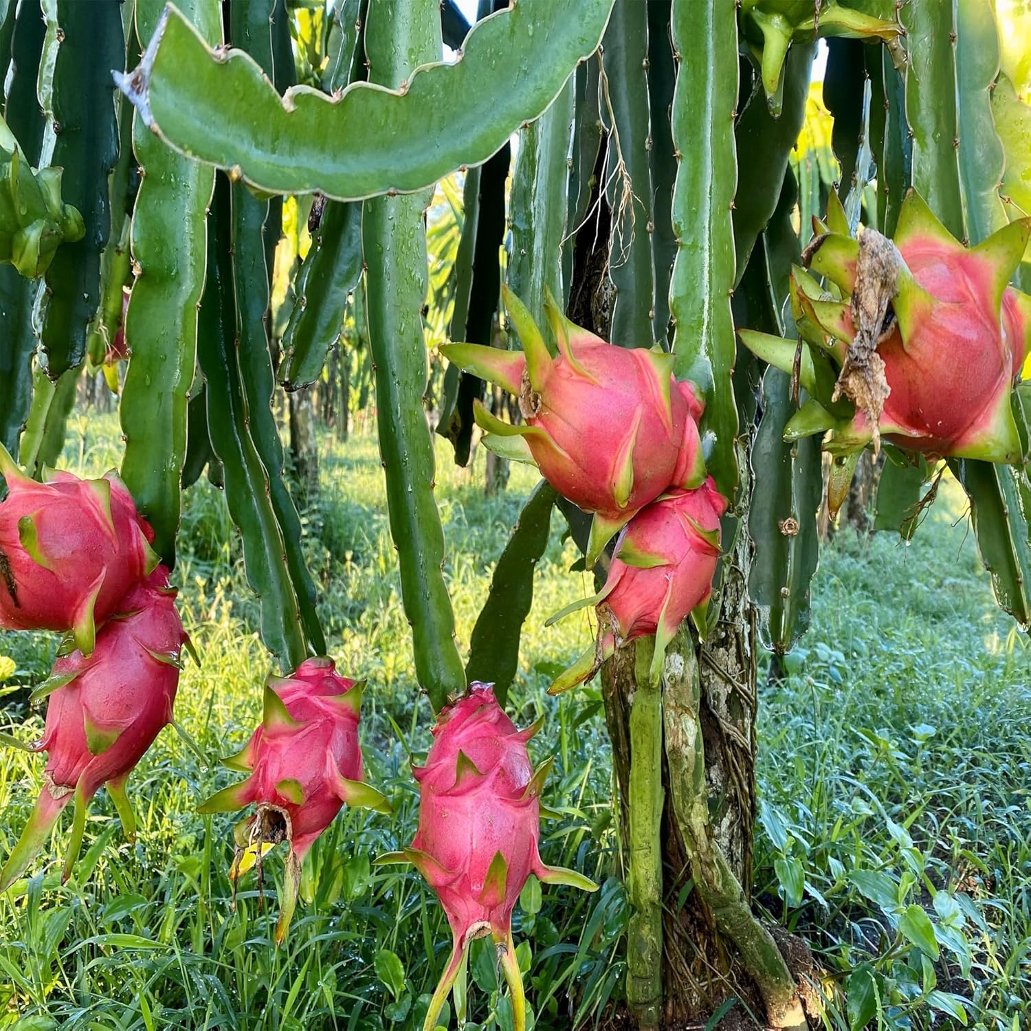 Red flesh pitaya seeds for growing dragon fruit plants