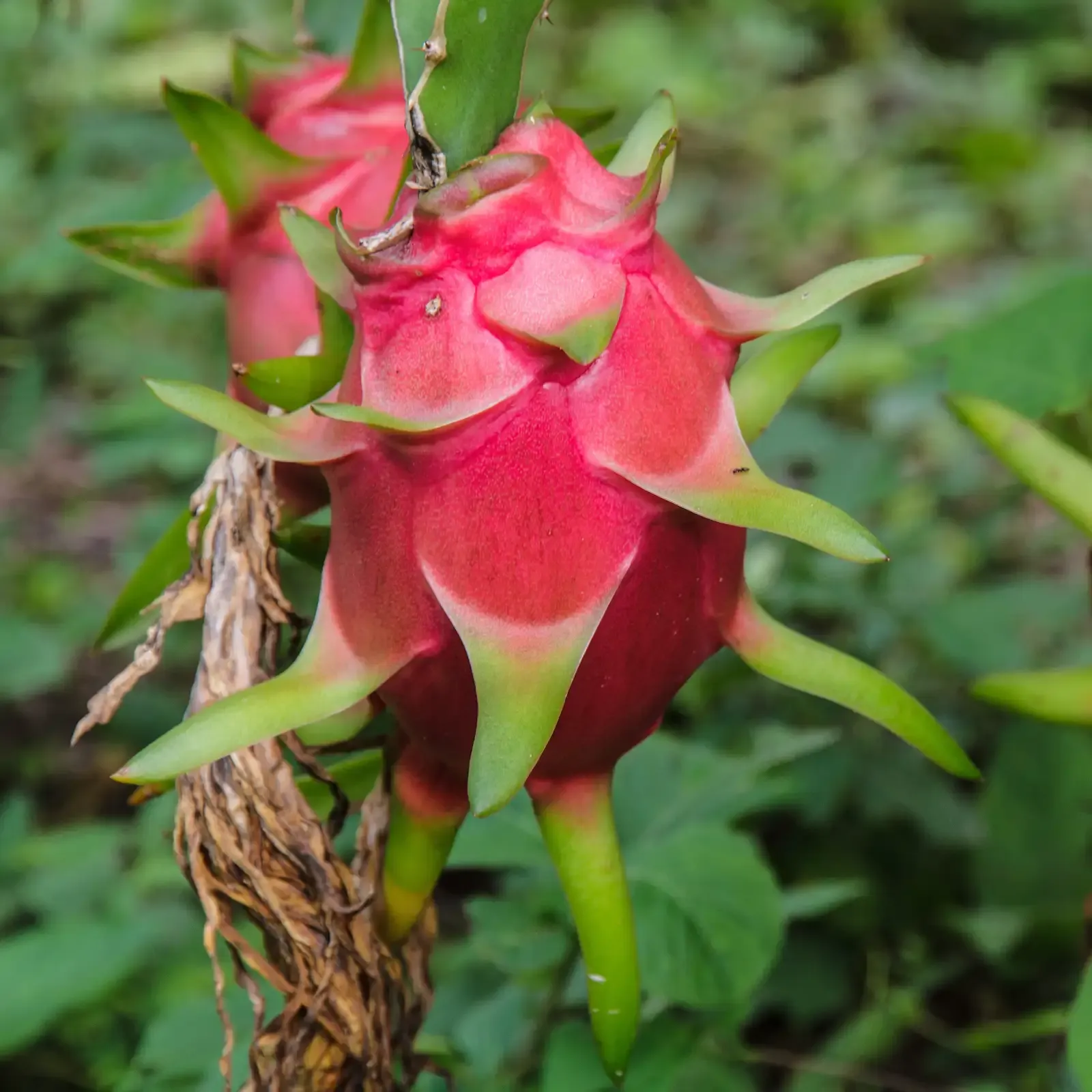 Dragon Fruit seeds Red Pitaya seeds for home gardening