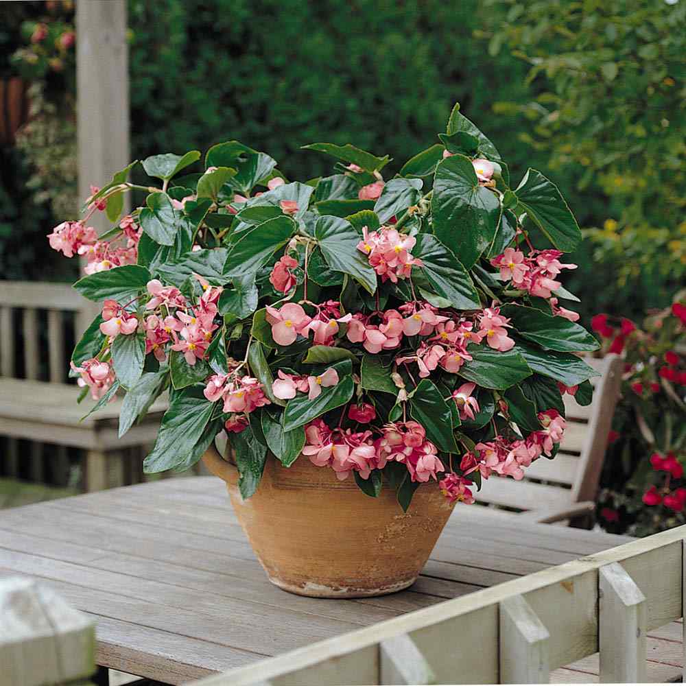 Begonia Dragon Wing Pink Seeds