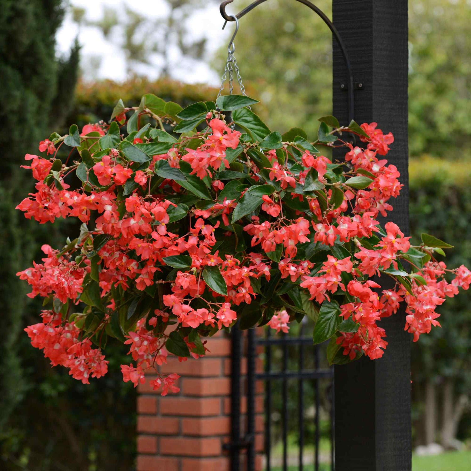 Begonia Dragon Wing Red Seeds