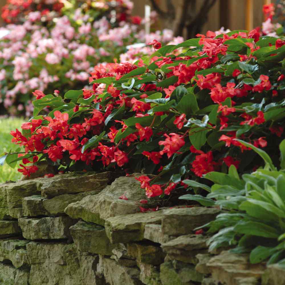 Begonia Dragon Wing Red Seeds