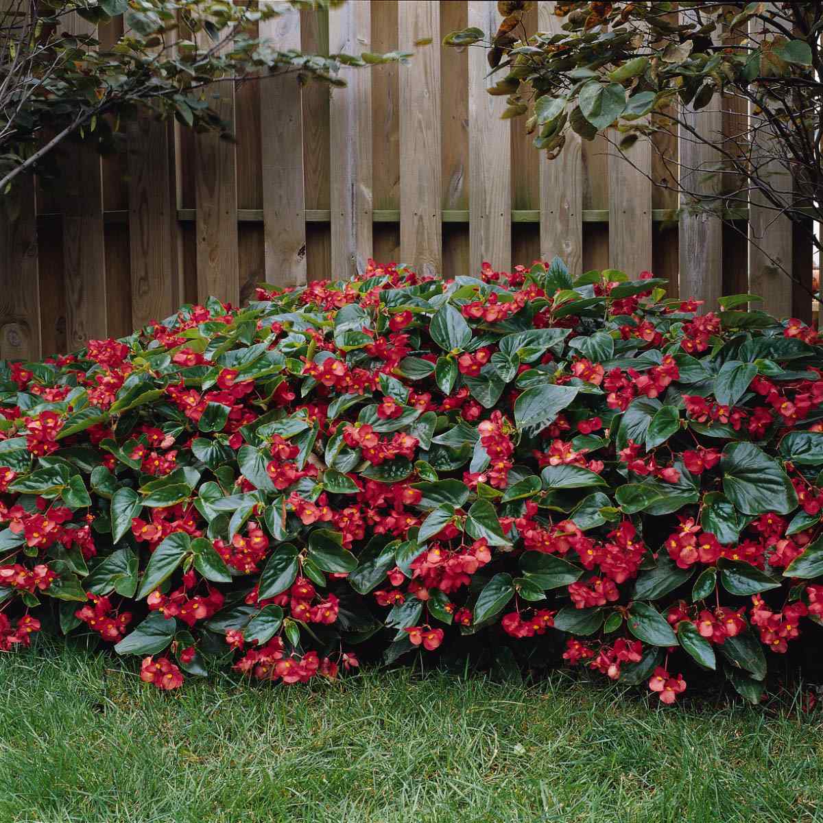 Begonia Dragon Wing Red Seeds