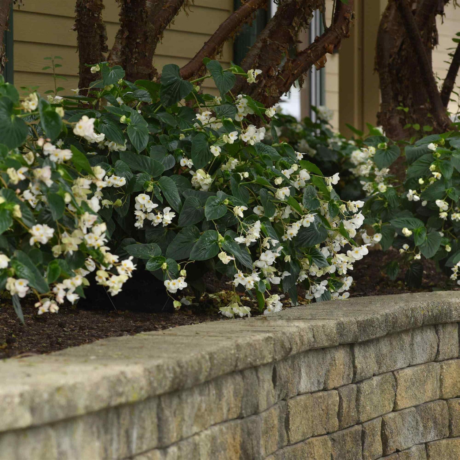 Begonia Dragon Wing White Seeds