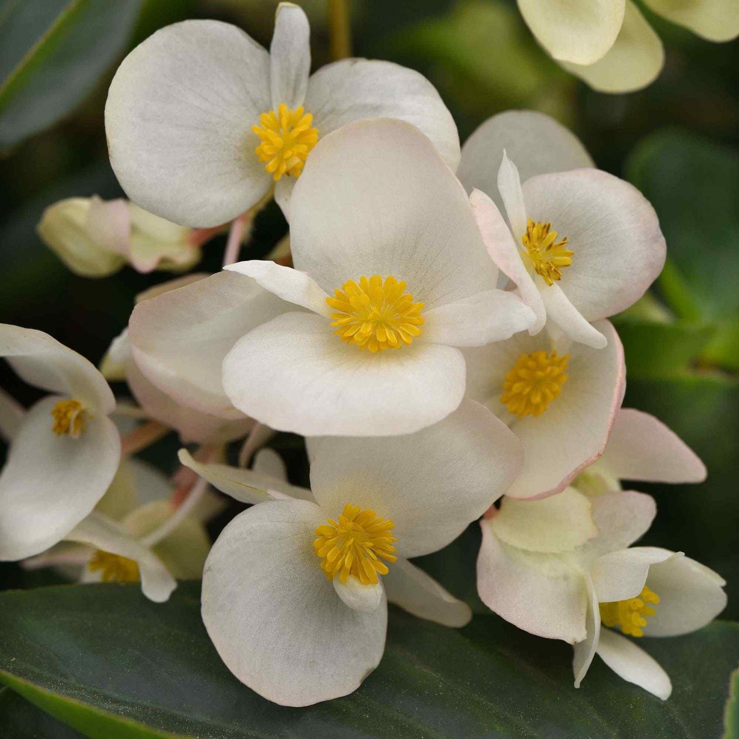 Begonia Dragon Wing White Seeds