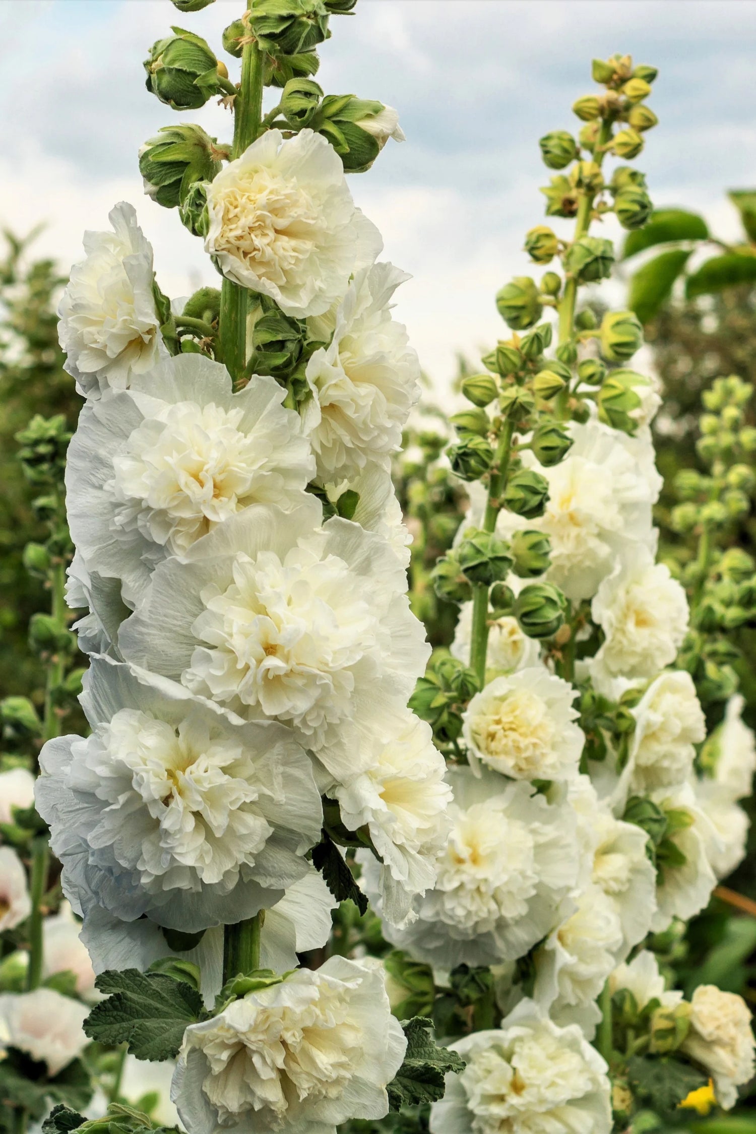 Hollyhock Seeds - Majorette Double Yellow