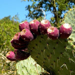 Drought tolerant Opuntia cactus grown from quality seeds