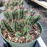Drought tolerant euphorbia seeds for low water landscaping