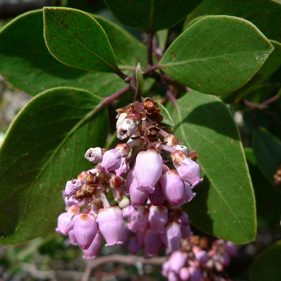 Drought tolerant manzanita plant seeds