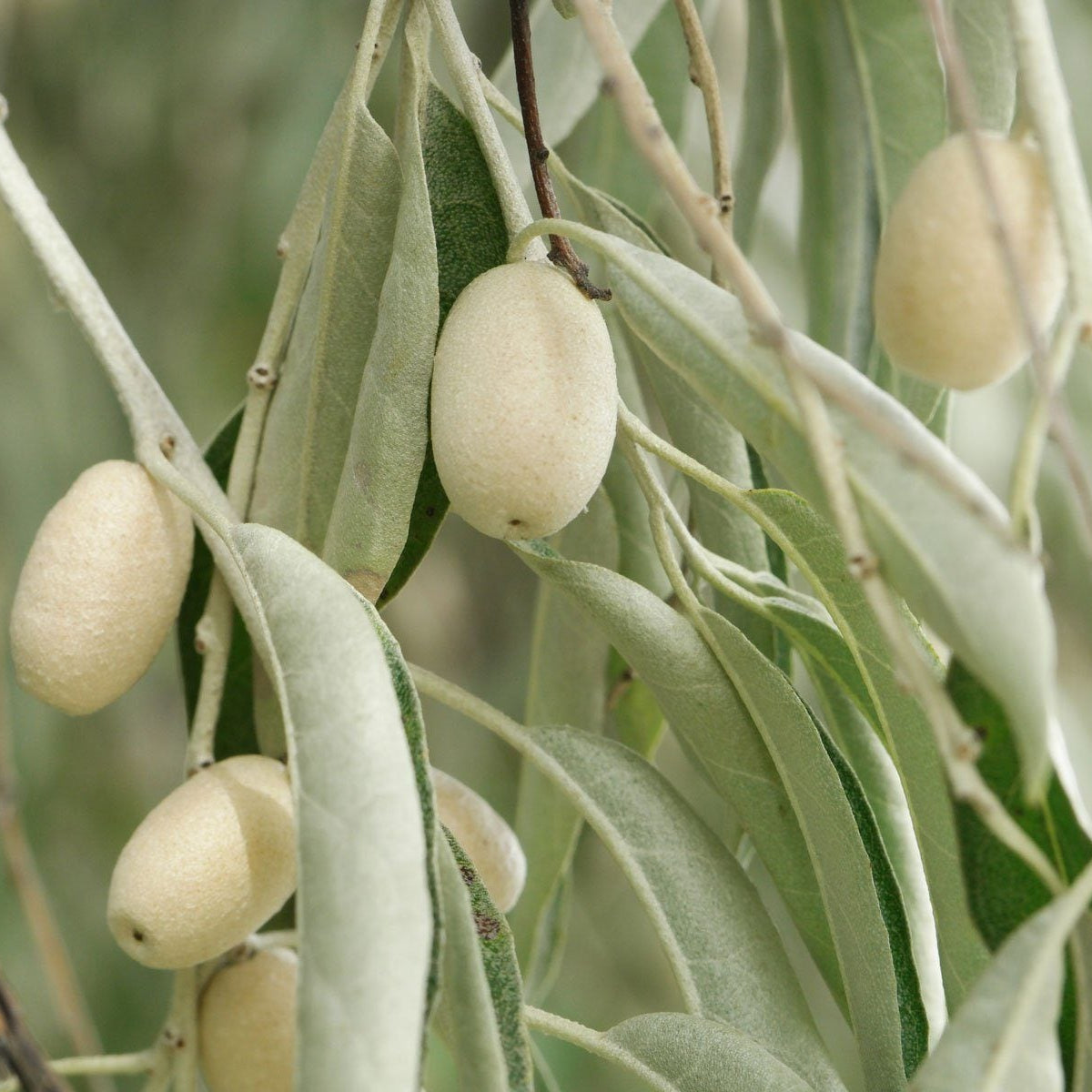 Drought tolerant Russian Olive non GMO seeds