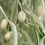 Drought tolerant Russian Olive non GMO seeds