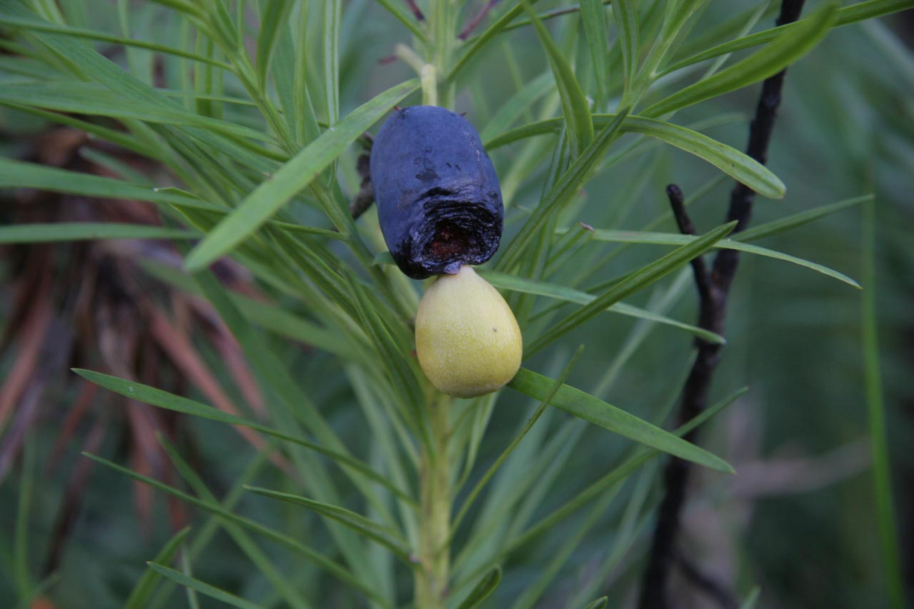 Emu Berry (Austromyrtus dulcis)