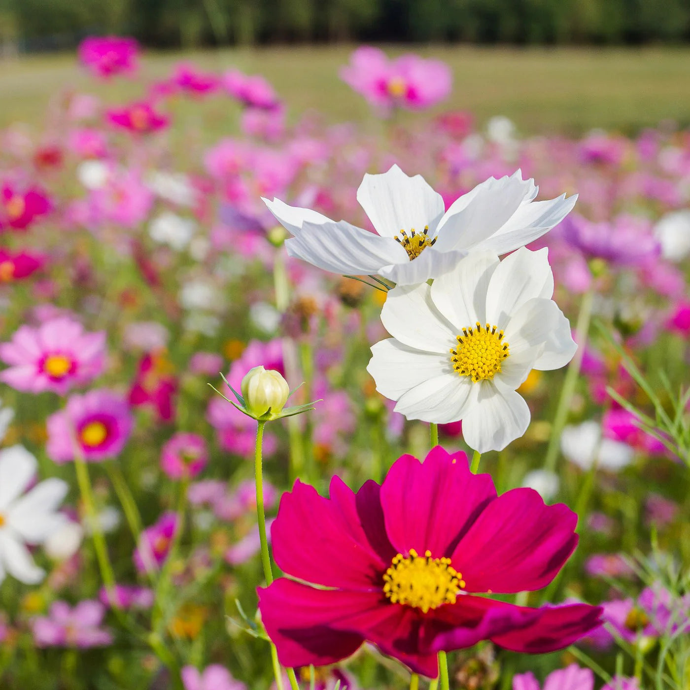 Wild Cosmos Seeds - Sensation Mix