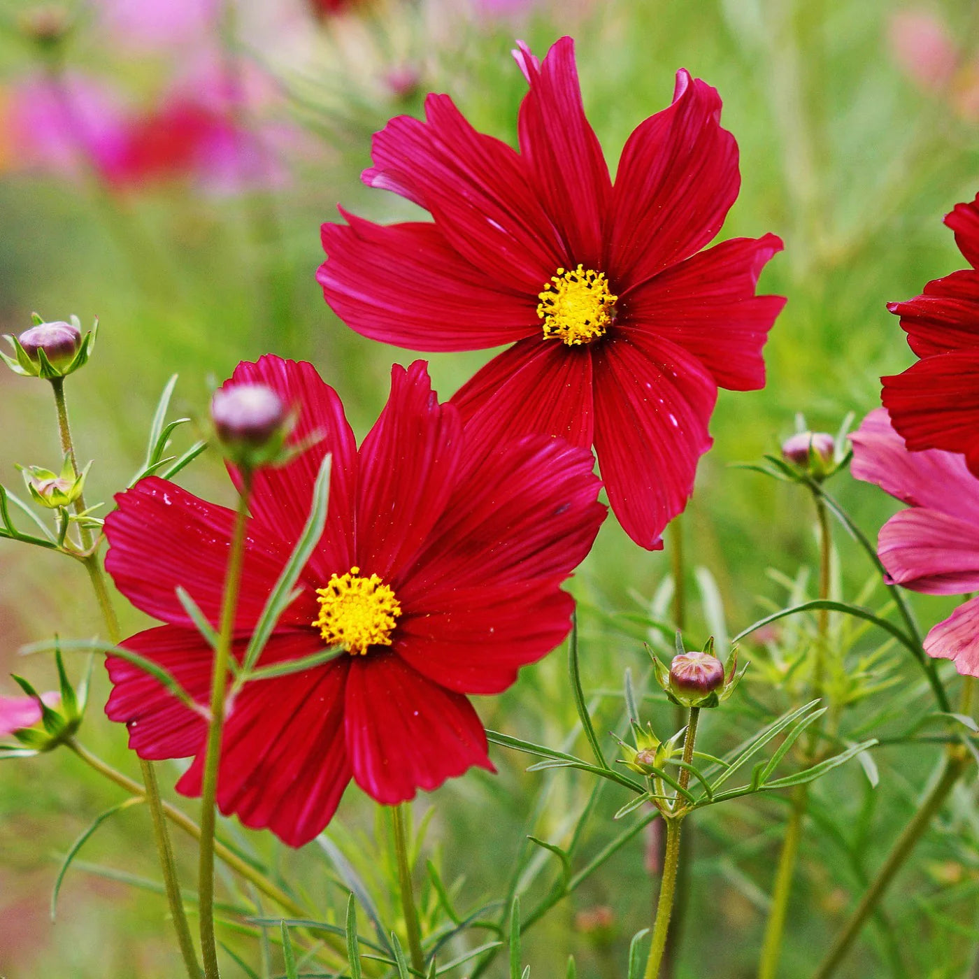 Cosmos Seeds - Versailles Tetra Red