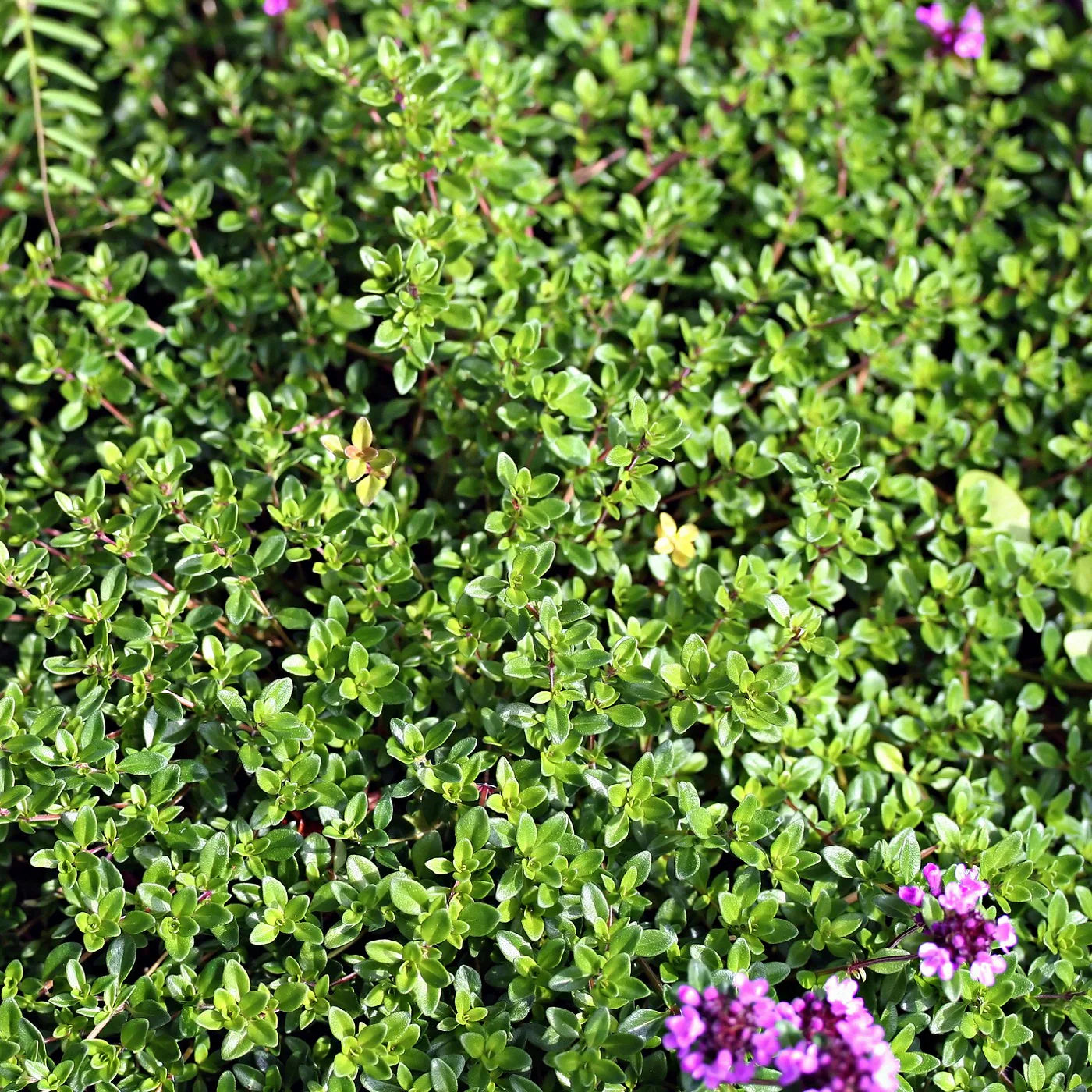 Creeping Mother of Thyme Seeds Seeds Groundcover Herb