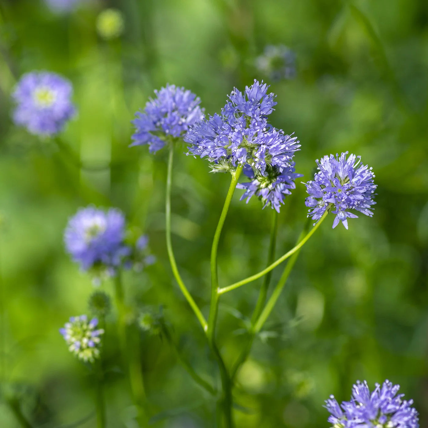 Blue Thimble Flower - Gilia Seeds