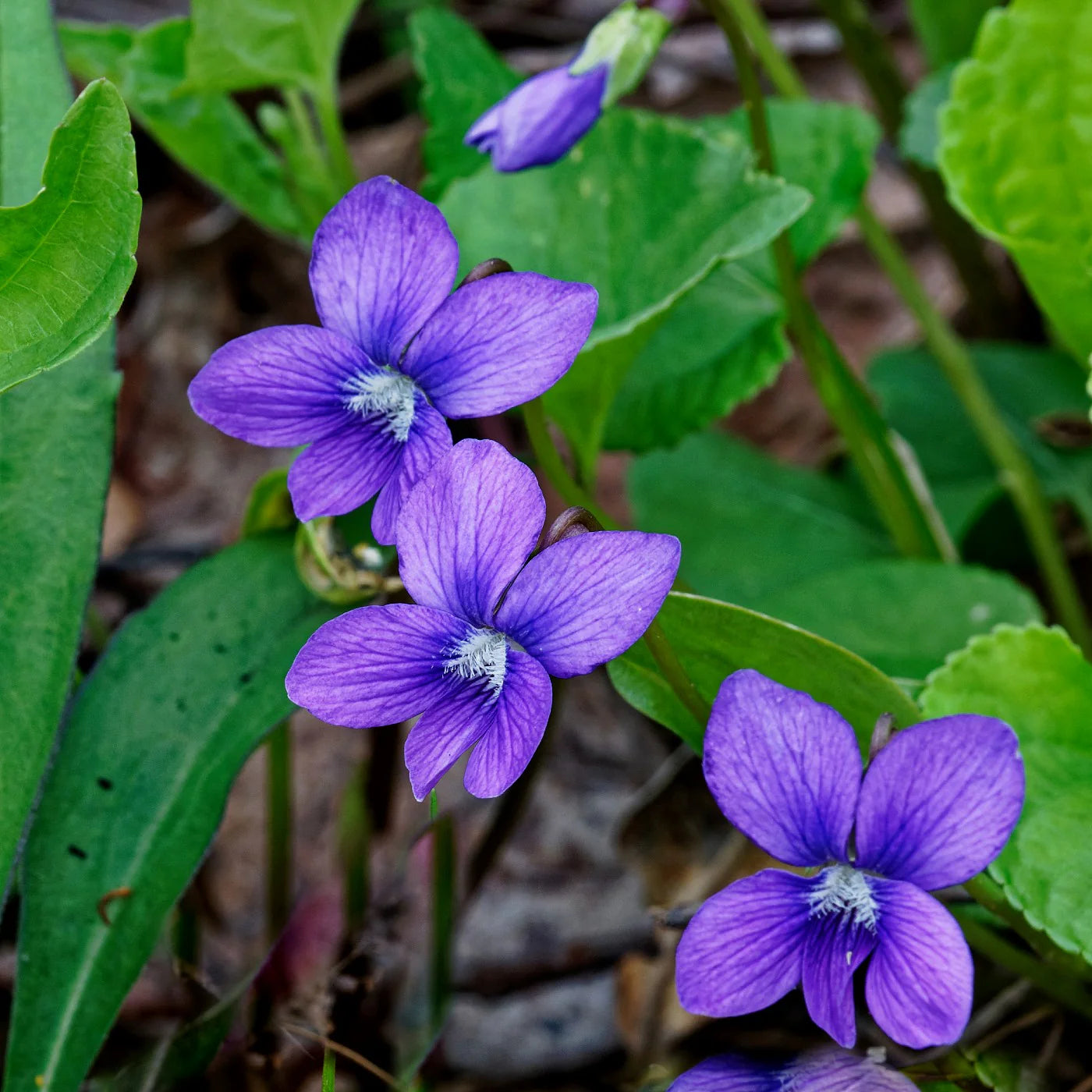 African Moonstone Violet Perennial Flowering Seeds For Planting