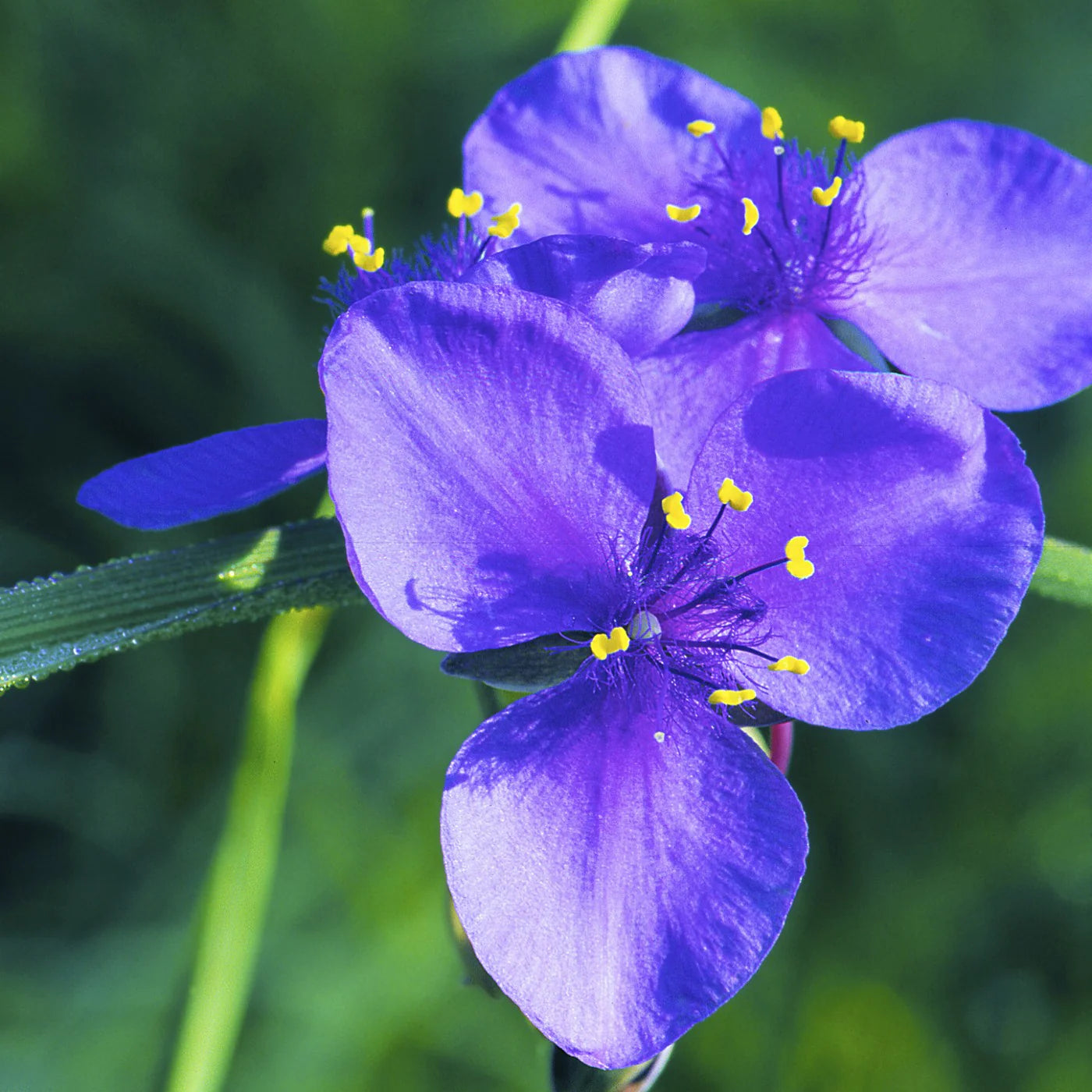 Spiderwort Tradescantia virginiana Flowering seeds for Planting
