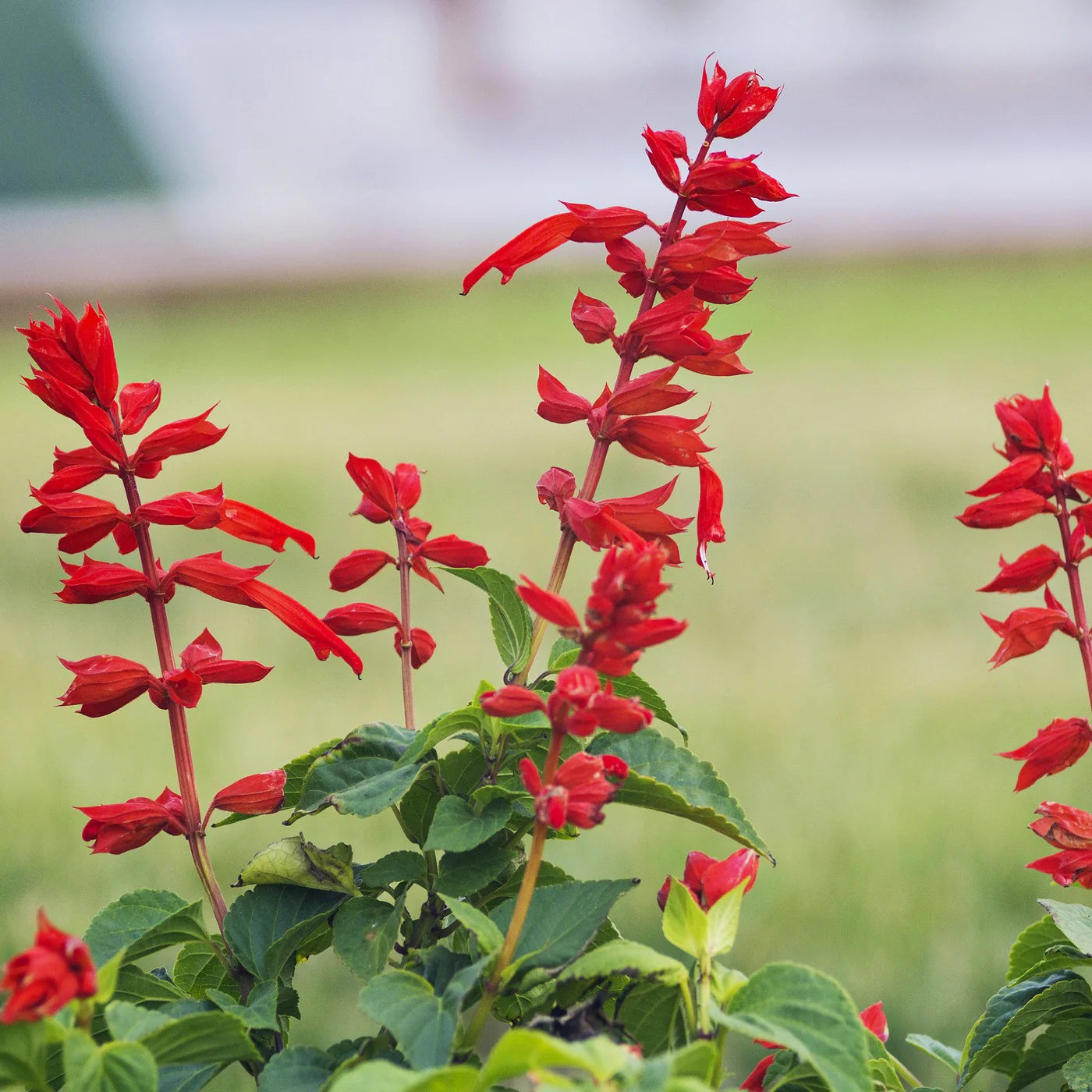 Salvia Salvia Coccinea Flower Seeds for Planting – Bright Blooms for Pollinator Gardens and Garden Borders