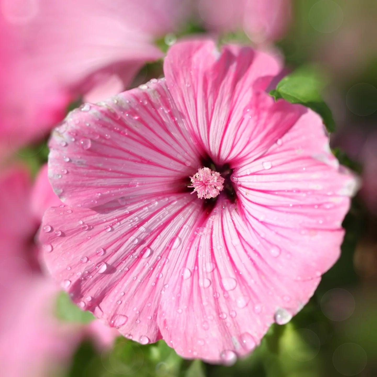 Rose Mallow Seeds - Mixed Colors