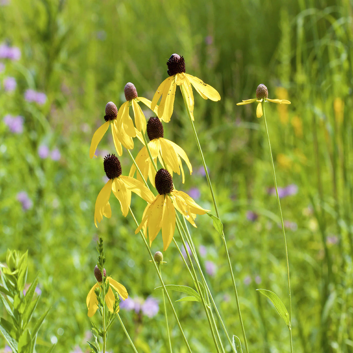 Coneflower Yellow - Seeds - Sow Spring or Fall - GMO – Heirloom, Non-GMO, High Germination Organic Garden Seeds