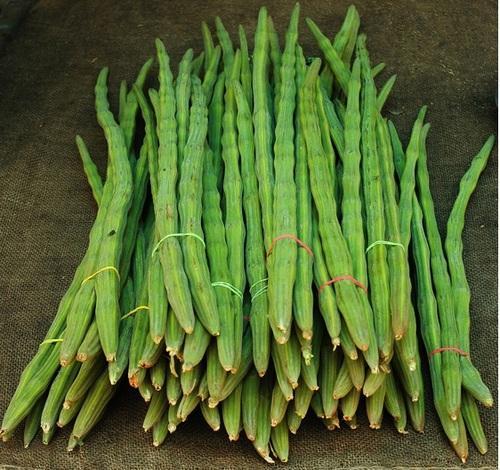 Moringa Drumsticks heirloom non-GMO organic garden seeds