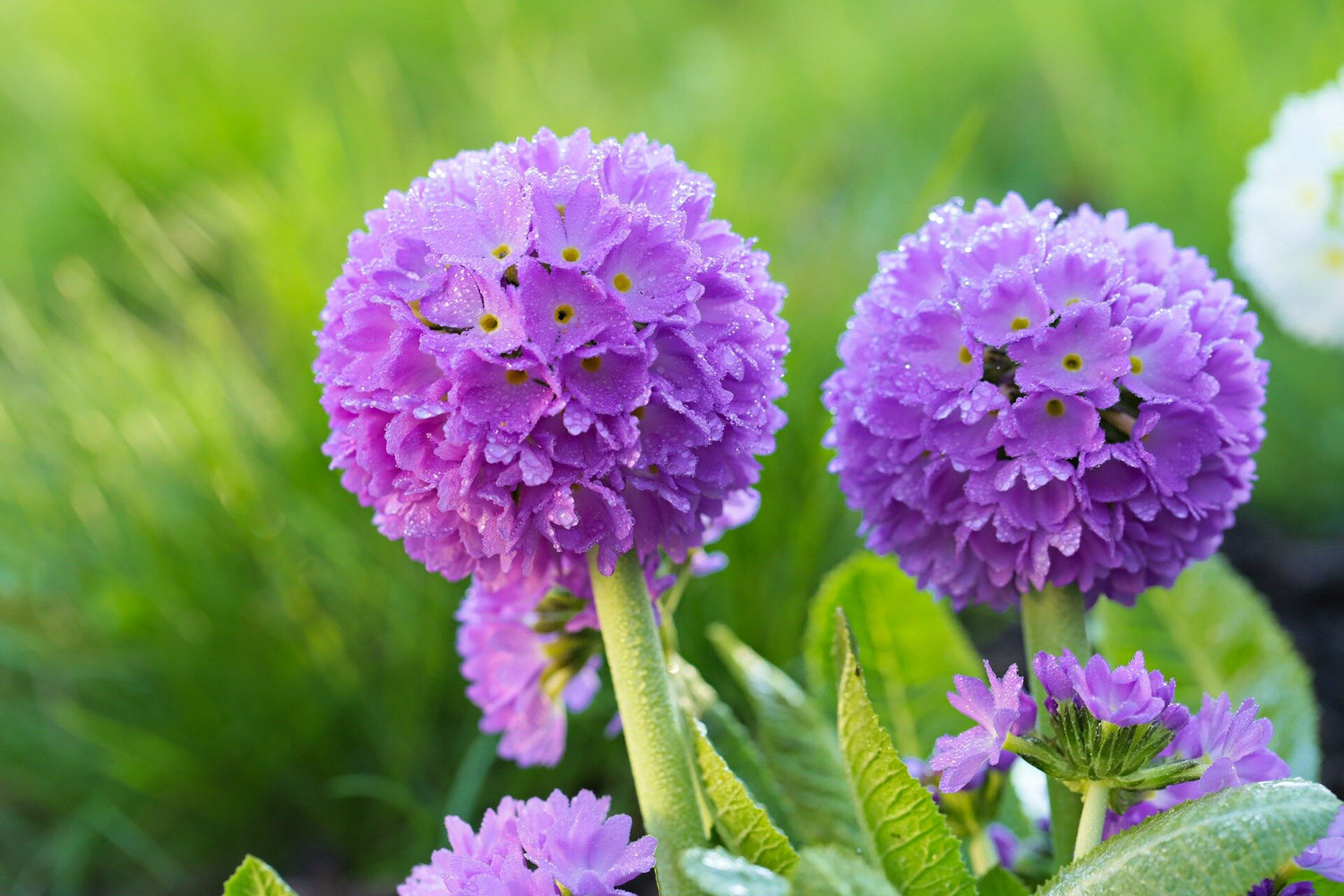 Primula Denticulata (Drumstick Primula)