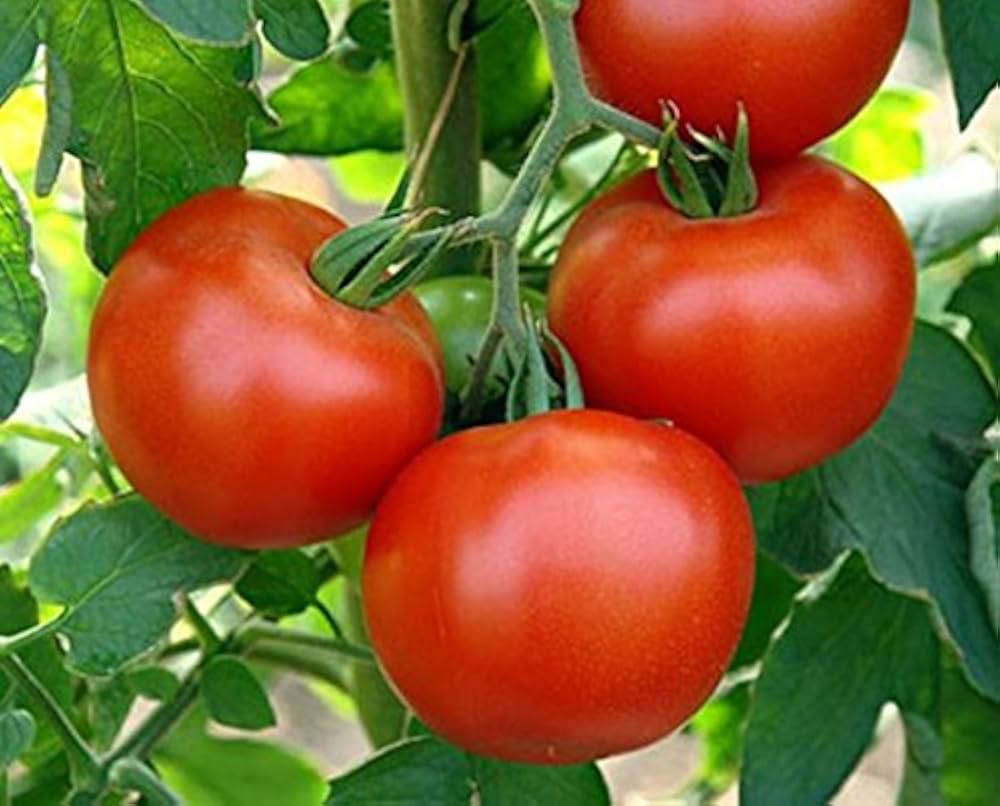Druzba tomato seeds – heirloom Bulgarian variety with rich flavor - Dharaseeds