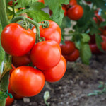 Druzba tomato seeds – heirloom Bulgarian variety with rich flavor - Dharaseeds
