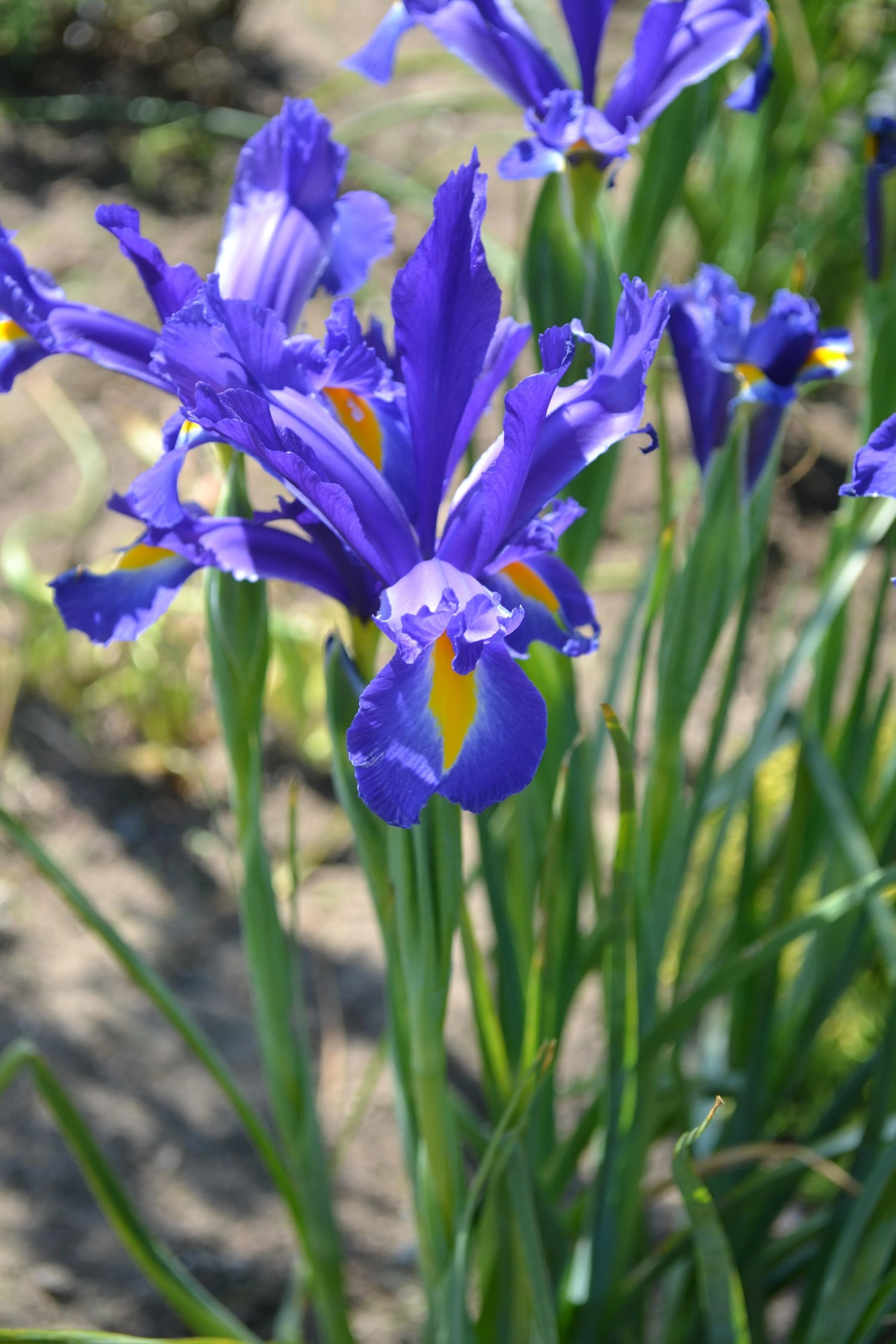 Dutch Iris Bulbs - Discovery