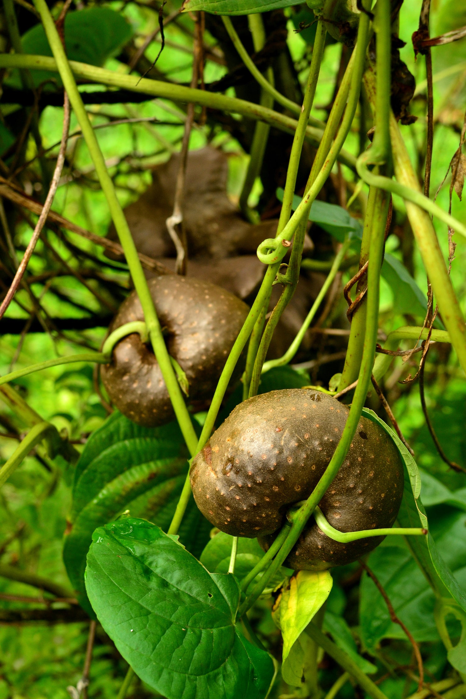 Dioscorea Plant Seeds for Planting – Edible Tropical Tuber Seeds