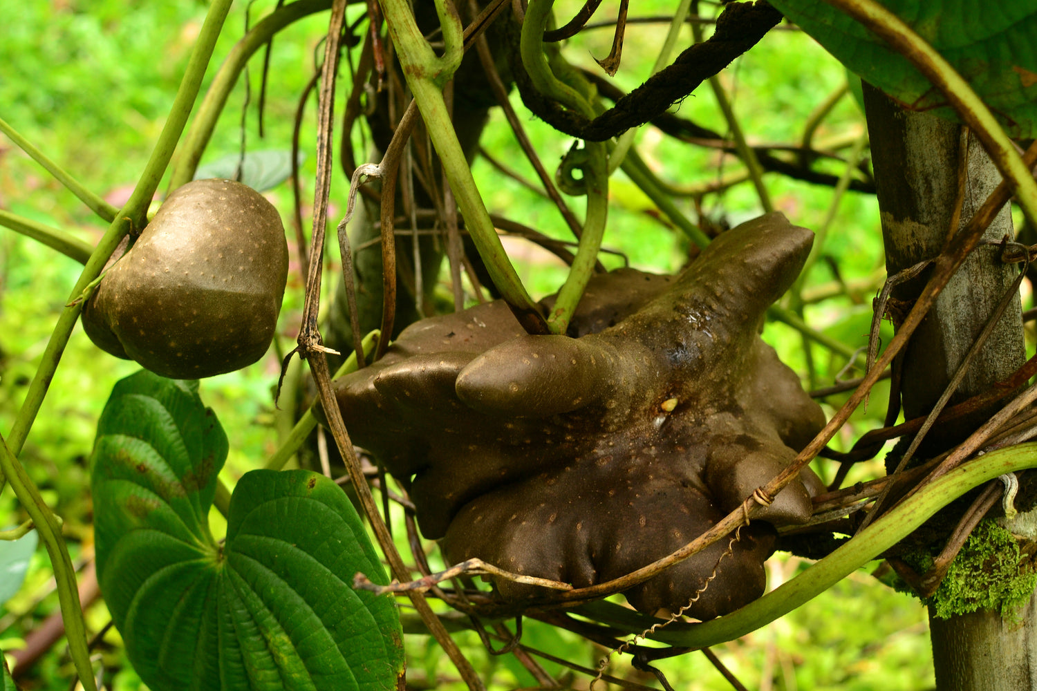 Dioscorea Plant Seeds for Planting – Edible Tropical Tuber Seeds