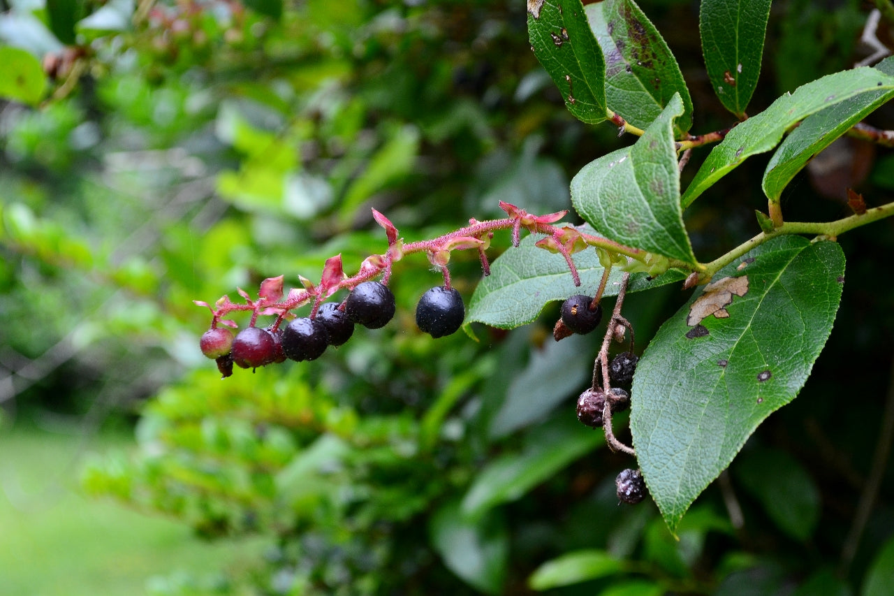 Salal Berry – Sweet and Tangy Superfruit from the Pacific Northwest