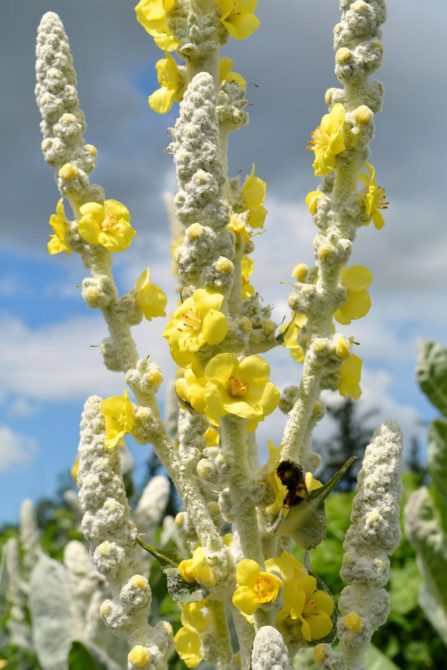 Mullein Polar Summer Seeds