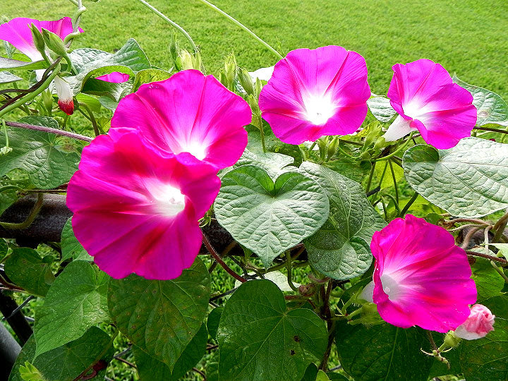 Morning Glory Crimson Rambler